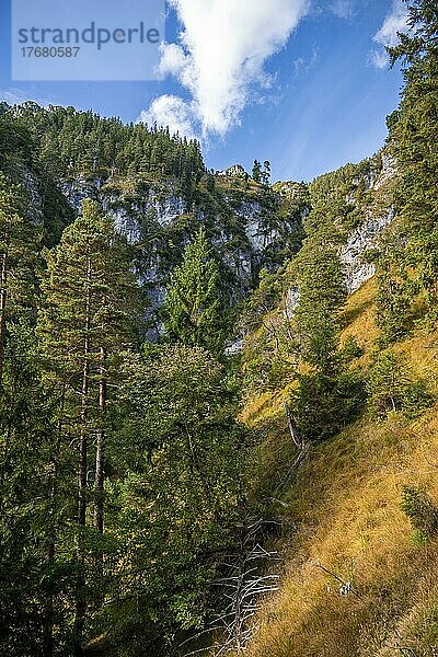 Wanderung zur Kramerspitz  Berghang mit Wald  Bayern  Deutschland  Europa