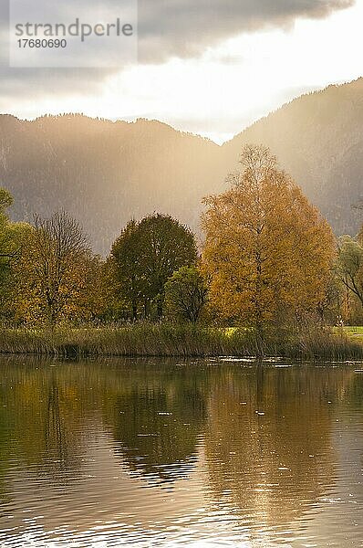 Baum am Kochelsee im Herbst  Alpenvorland  Kochelsee  Bayern  Deutschland  Europa