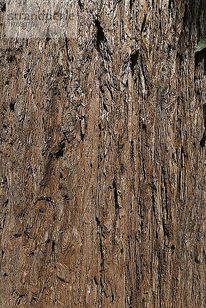 Baumrinde vom Mammutbaum (Sequoioideae)  Bayern  Deutschland  Europa