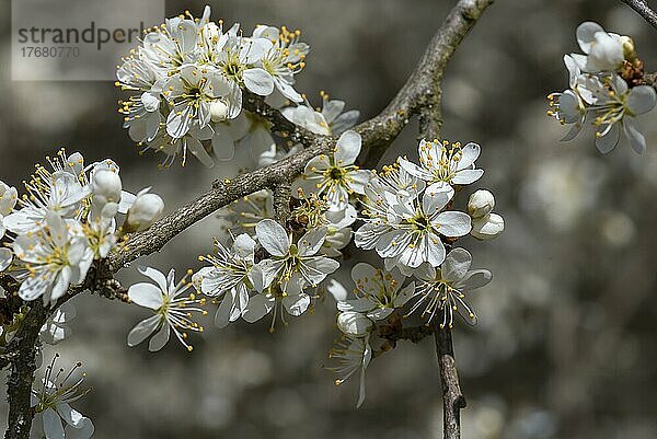 Blüten der Mexikanischen Pflaume (Prunus Mexicana)  Bayern  Deutschland  Europa