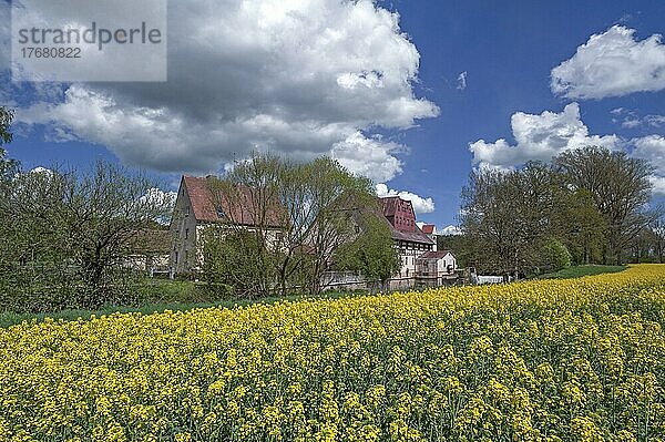 Kunstmühle Habernhof an der Schwabach  vorne blühendes Rapsfeld (Brassica napus) mit Wolkenhimmel  Uttenreuth  Mittelfranken  Bayern  Deutschland  Europa