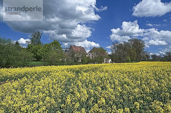 Blühendes Rapsfeld (Brassica napus) mit Wolkenhimmel  hinten die Kunstmühle Habernhof an der Schwabach  Uttenreuth  Mittelfranken  Bayern  Deutschland  Europa