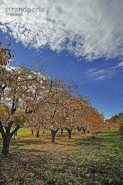 Süßkirschenplantage (Prunus avium) in der Herbstfärbung  Kalchreuth  Mittelfranken  Bayern  Deutschland  Europa