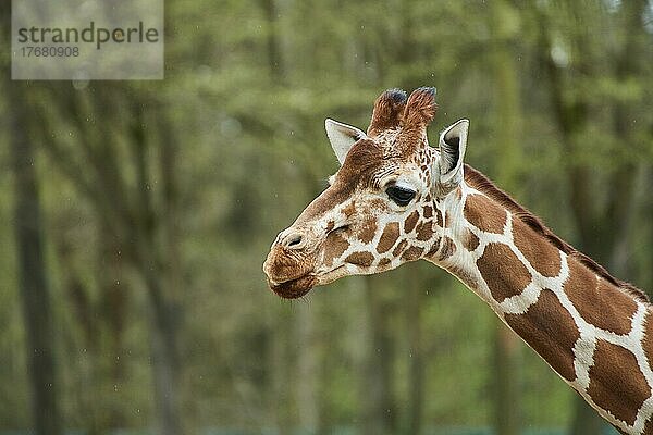 Netzgiraffe (Giraffa camelopardalis reticulata)  Porträt  Deutschland  Europa