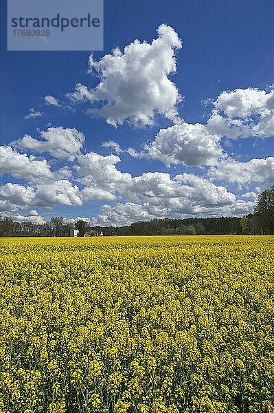 Blühendes Rapsfeld (Brassica napus) mit Wolkenhimmel  hinten die Kunstmühle Habernhof an der Schwabach  Uttenreuth  Mittelfranken  Bayern  Deutschland  Europa