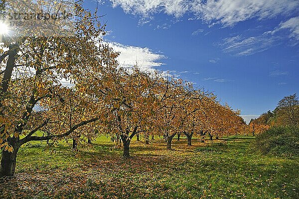 Süßkirschenplantage (Prunus avium) in der Herbstfärbung  Kalchreuth  Mittelfranken  Bayern  Deutschland  Europa