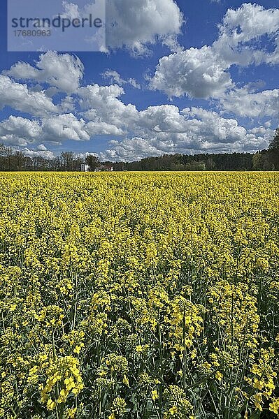 Blühendes Rapsfeld (Brassica napus) mit Wolkenhimmel  hinten die Kunstmühle Habernhof an der Schwabach  Uttenreuth  Mittelfranken  Bayern  Deutschland  Europa