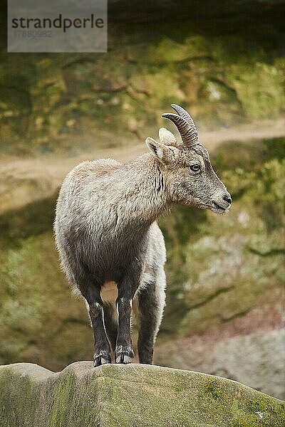 Alpensteinbock (Capra ibex)  stehend auf einem Felsen  Bayern  Deutschland  Europa