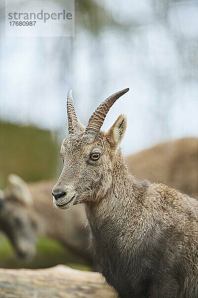 Alpensteinbock (Capra ibex)  Porträt  Bayern  Deutschland  Europa