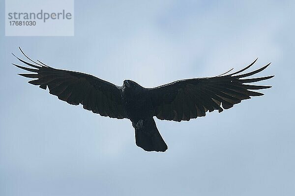 Rabenkrähe (Corvus corone) fliegt am Himmel  Bayern  Deutschland  Europa