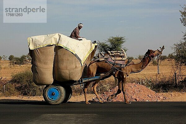 Rajasthan  beladener Karren  gezogen von einem Dromadar  Kamelgespann auf der Landstraße  Nordindien  Indien  Asien