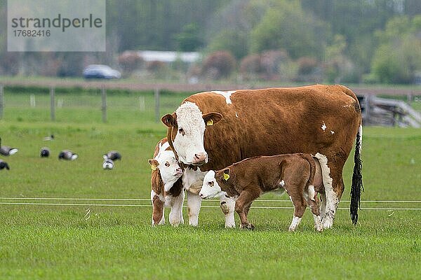 Kuh mit zwei Kälbern auf einer Wiese bei Oudeschild  Texel  Holland  Niederlande  Europa