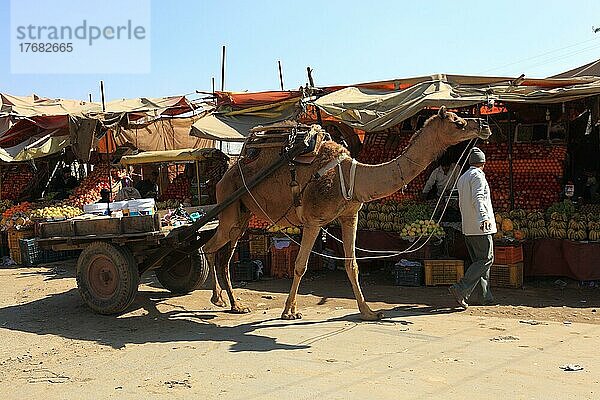 Nordindien  Rajasthan  Chiwara  Straßenszene  Verkaufsstände  Dromedar mit Einachser  Wagen  Indien  Asien