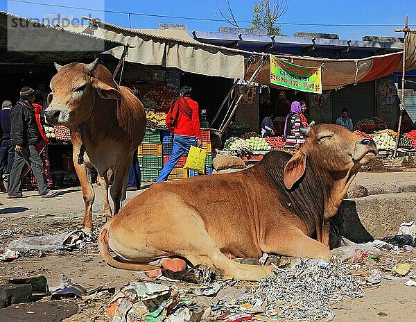Rajasthan  Chiwara  Straßenszene  heilige Kühe liegen auf der Straße vor den Strassengeschäften  Nordindien  Indien  Asien