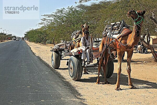Rajasthan  Dromadar mit Gespann  Kamelgespann an der Landstraße  Nordindien  Indien  Asien