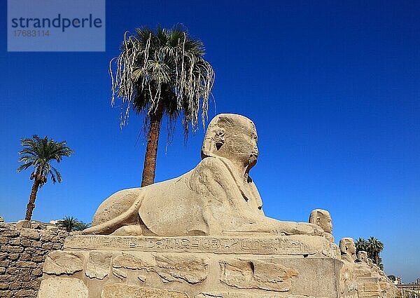 Tempel von Luxor  Sphingenallee  Sphinx vor der Tempelanlage  UNESCO-Weltkulturerbe  Oberägypten  Ägypten  Afrika