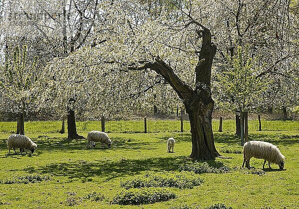 Schafe auf einer Wiese mit blühenden Obstbäumen  Gut Heimendahl  Haus Bockdorf  Kempen  Niederrhein  Nordrhein-Westfalen  Deutschland  Europa