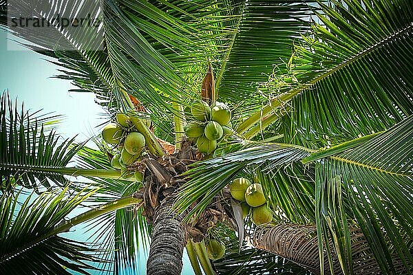 Kokospalme (Cocoes arbor)  Pattaya  östlichen Golfküste Thailands