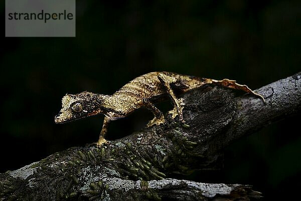 Ein Blattschwanzgecko der Gattung (Uroplatus fivehy) in den Regenwäldern des Marojejy Nationalparks  Madagaskar  Afrika