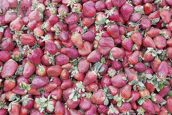 Stapel Erdbeeren  Ägypten  Afrika