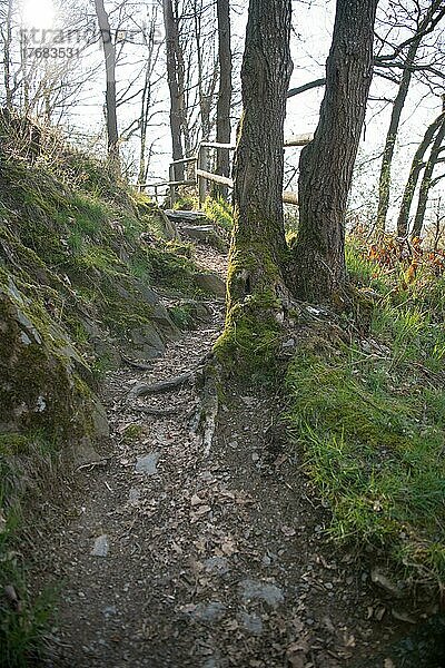 Wanderweg im Nationalpark Eifel  Kermeter  Nationalpark Eifel  Nordrhein-Westfalen  Deutschland  Europa