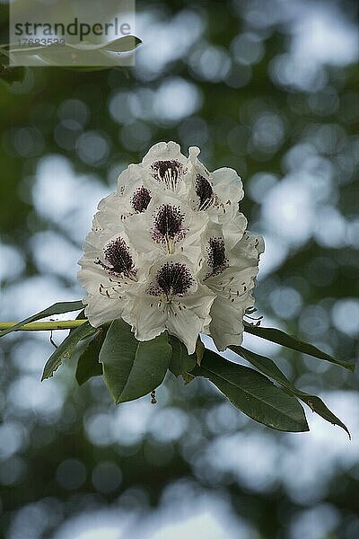 Rhododendron (Rhododendron) Sappho  Emsland  Niedersachsen  Deutschland  Europa