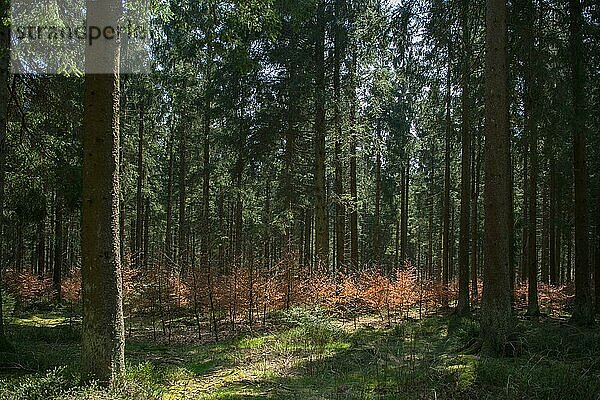 Wald im Wandel  Buchenpflanzung als Ersatz für Nadelholzmonokultur  Nationalpark Eifel  Nordrhein-Westfalen  Deutschland  Europa