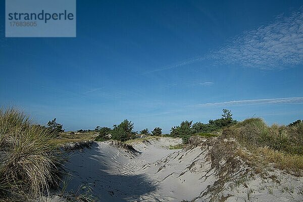 Weg durch Dünen  Blick vom Weg in die naturbelassene Dünenlandschaft  Nationalpark Vorpommersche Boddenlandschaft  Mecklenburg-Vorpommern