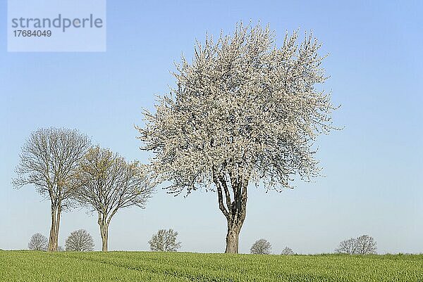 Laubbäume an einem grünen Getreidefeld  Kirschbaum (Prunus) in der Blütezeit  blauer Himmel  Nordrhein-Westfalen  Deutschland  Europa