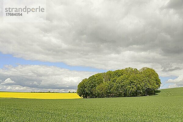 Laubbaumhain zwischen blühendem Rapsfeld (Brassica napus) und grünem Getreidefeld  blauer Wolkenhimmel  Nordrhein-Westfalen  Deutschland  Europa