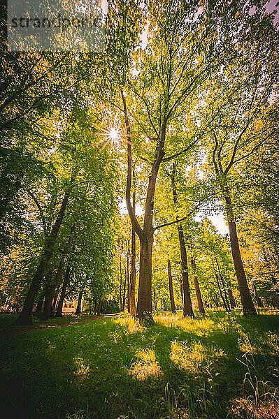 Sonnenstern scheint durch das Blätterdach von Laubbäumen am Sonntag zur Mittagszeit im von-alten-Garten Park in Hannover Linden  Hannover  Niedersachsen  Deutschland  Europa