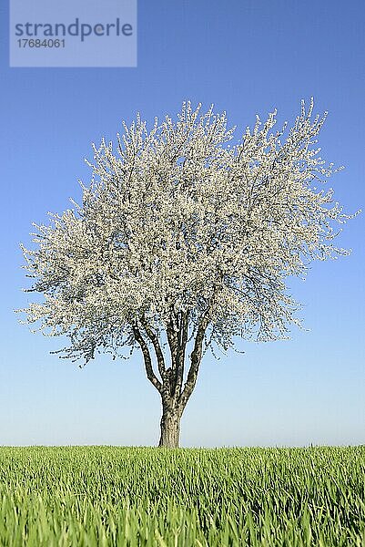 Kirsche (Prunus)  Solitärbaum in der Blütezeit  blauer Himmel  Nordrhein-Westfalen  Deutschland  Europa