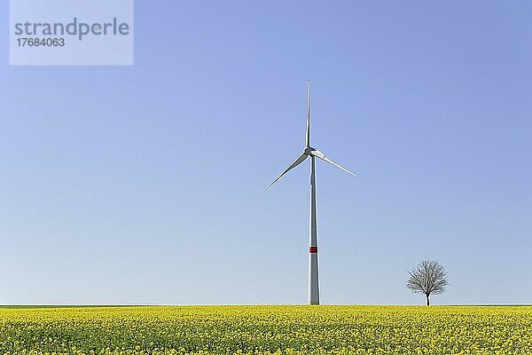Windkraftwerk und Solitärbaum an einem blühenden Rapsfeld (Brassica napus)  blauer Himmel  Nordrhein-Westfalen  Deutschland  Europa