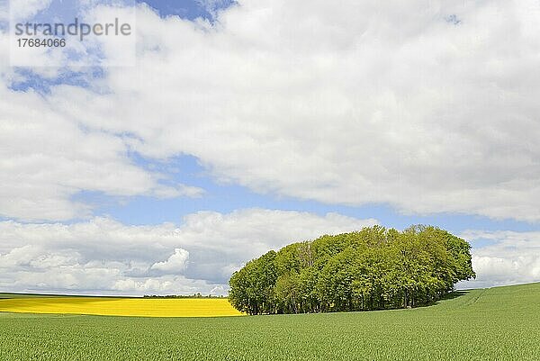 Laubbaumhain zwischen blühendem Rapsfeld (Brassica napus) und grünem Getreidefeld  blauer Wolkenhimmel  Nordrhein-Westfalen  Deutschland  Europa