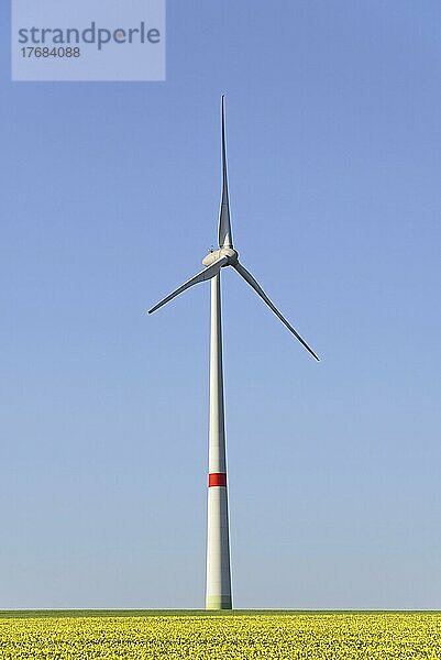 Windkraftwerk an einem blühenden Rapsfeld (Brassica napus)  blauer Himmel  Nordrhein-Westfalen  Deutschland  Europa