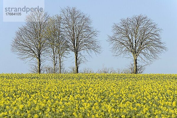 Laubbäume an einem blühenden Rapsfeld (Brassica napus)  blauer Himmel  Nordrhein-Westfalen  Deutschland  Europa