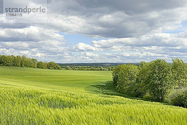 Ausblick über ein grünes Getreidefeld  dramatischer Wolkenhimmel  Nordrhein-Westfalen  Deutschland  Europa