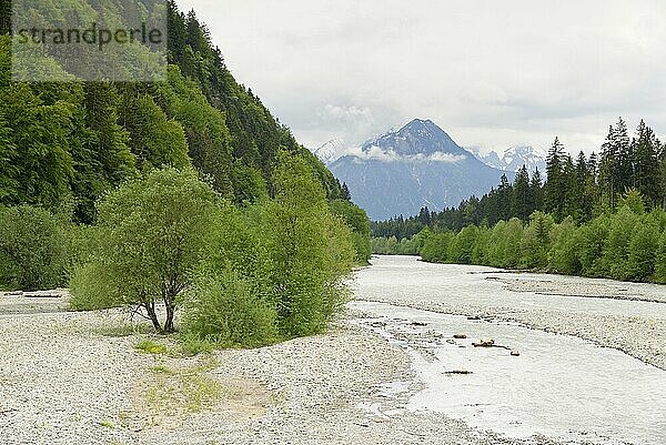 Flusslandschaft der Iller bei Fischen im Allgäu  Allgäuer Alpen  Bayern  Deutschland  Europa