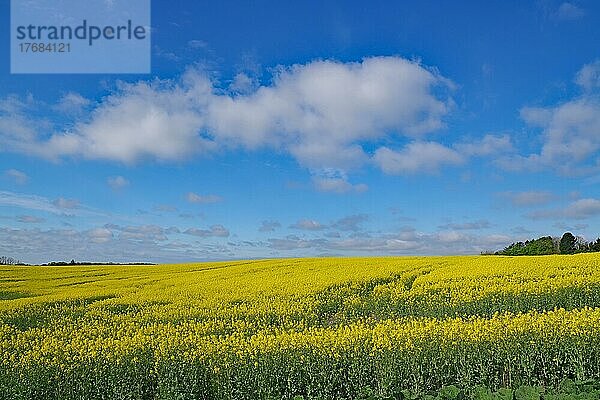 Unendliche Rapsfelder und blauer Himmel  Frühling  Mai  Fünen  Dänemark  Europa