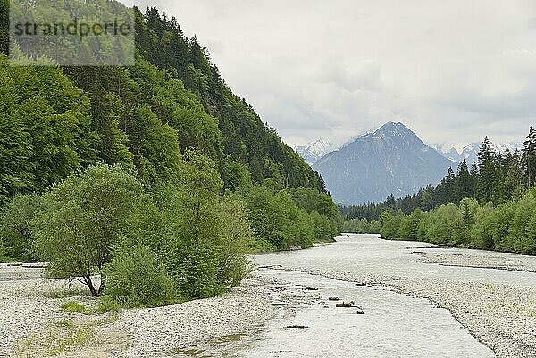 Flusslandschaft der Iller bei Fischen im Allgäu  Allgäuer Alpen  Bayern  Deutschland  Europa