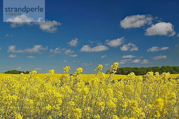 Unendliche Rapsfelder und blauer Himmel  Frühling  Mai  Fünen  Dänemark  Europa