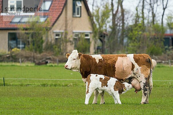 Kuh mit Kalb auf einer Wiese bei Oudeschild  Milch saugendes Kalb  Texel  Holland  Niederlande  Europa