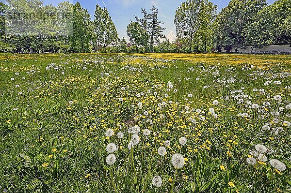 Frühlingswiese mit Löwenzahn (Taraxacum sect. Ruderalia) und Hahnenfuß (Ranunculus)  Kempten  Allgäu  Bayern  Deutschland  Europa