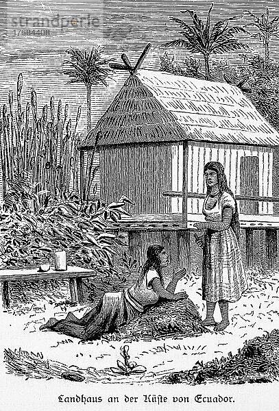Zwei Fraün  Landwirtschaft  Landhaus  Strohdach  Ernte  Palmen  Tisch  reden  liegen  stehen  arbeiten  barfuß  historische Illustration 1881  Ecuador  Südamerika