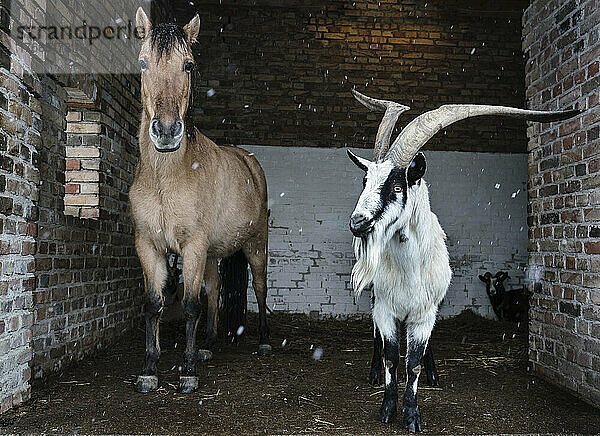Porträt eines Pferdes und einer Ziege  die im Stall Schutz vor Schnee suchen