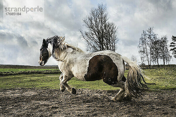 Majestic Paint Horse läuft auf einer ländlichen Weide