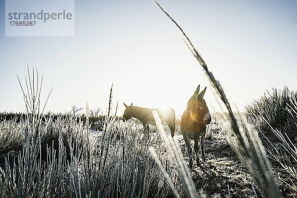 Esel in einem sonnigen  kalten Winterfeld