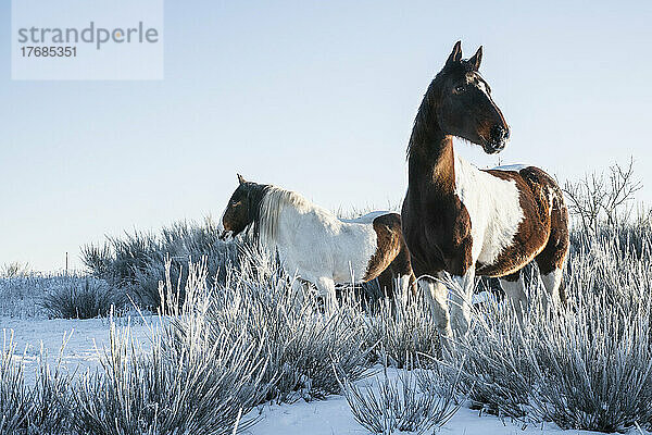 Schöne Paint Horses in verschneitem Winterfeld