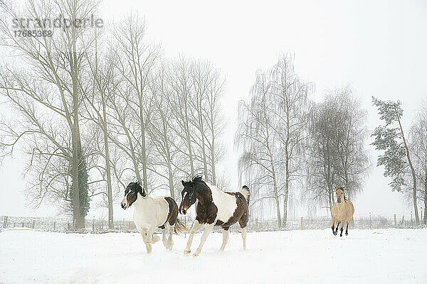 Pferde auf einer verschneiten Winterweide mit Bäumen