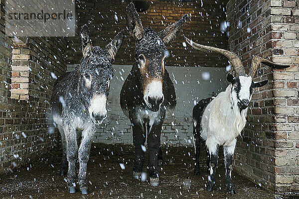 Porträt Esel und Ziege suchen Schutz vor Schnee im Stall